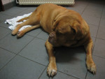 Diva,10 jr,bordeaux dog heeft  hartprobl,en is verlamd.